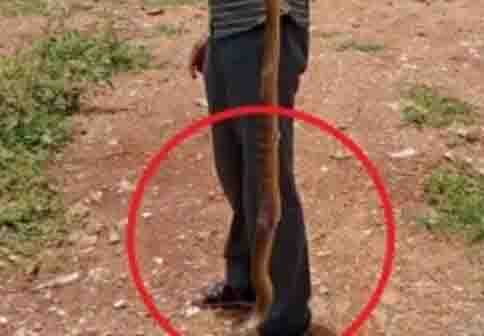 Giant snake caused electricity, people were shocked by the heat