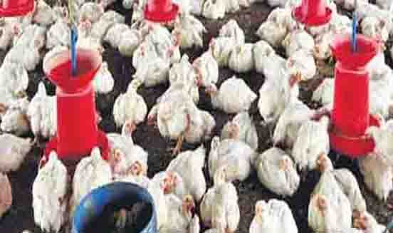 Complaint to MLA against poultry farm, people are troubled by the stench