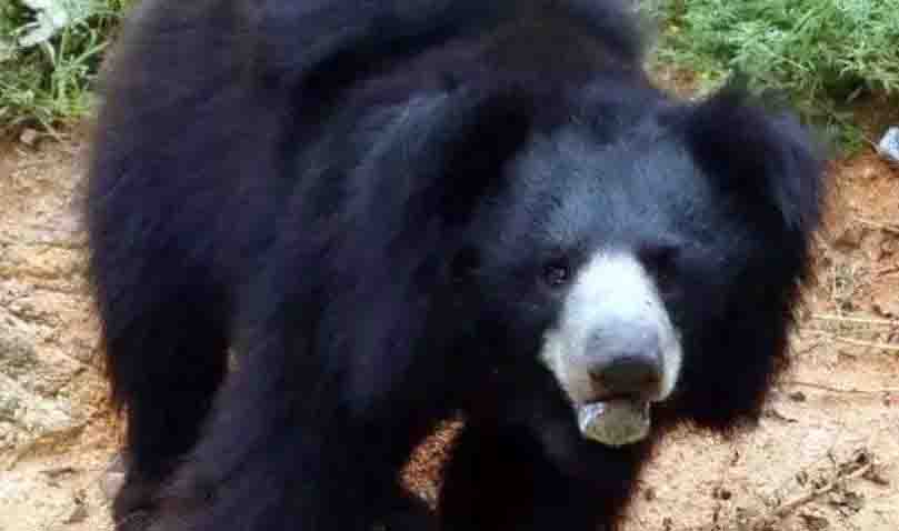 Bear found dead near pond