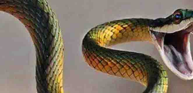 Snake killed woman and man