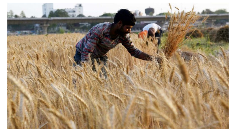 Government to give free crop insurance to farmers in Odisha for 3yrs