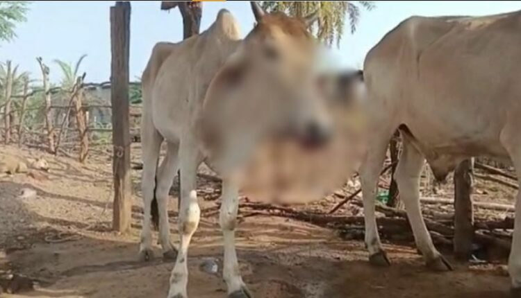 Bomb planted for poaching explodes in mouth of cow in Odisha’s Dhenkanal