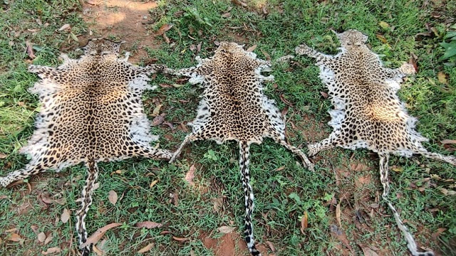 Leopard skin seized in Odisha, 1 arrested