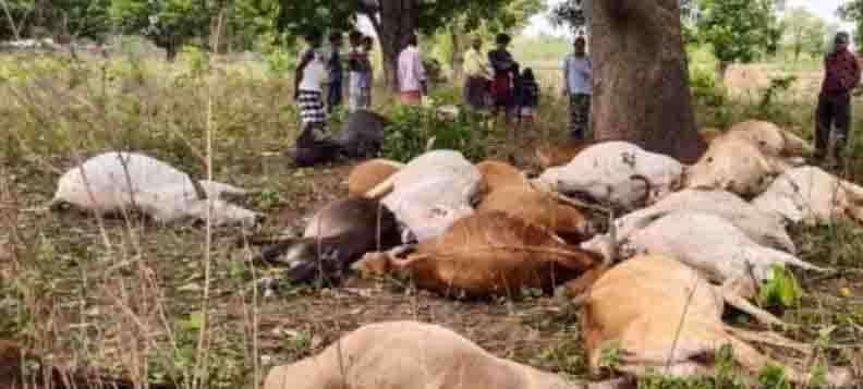 23 cattle died due to lightning, all were standing under the tree