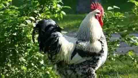 Chicken theft, created ruckus from village to police station