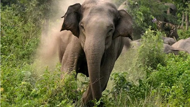Woman ward member trampled by elephant in Odisha!