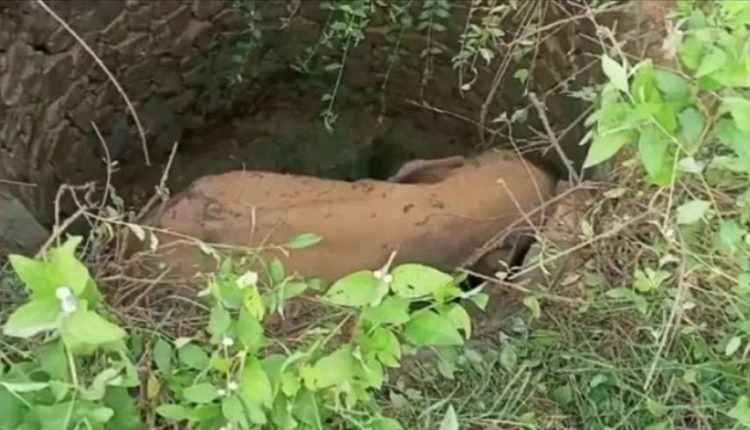 Elephant Calf Rescued From Well In Odisha’s Keonjhar