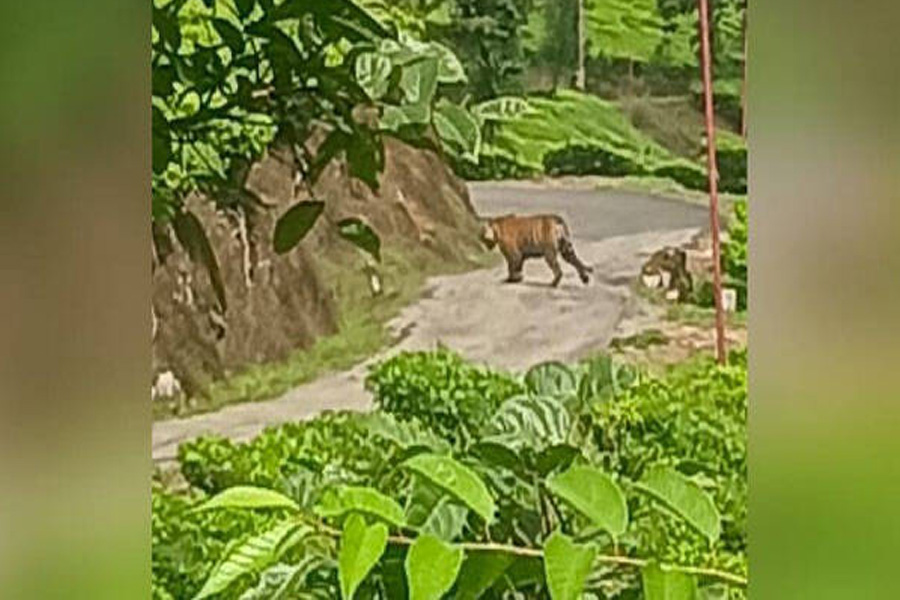 Replacing Arikomban, now Tiger enters human habitat in Munnar