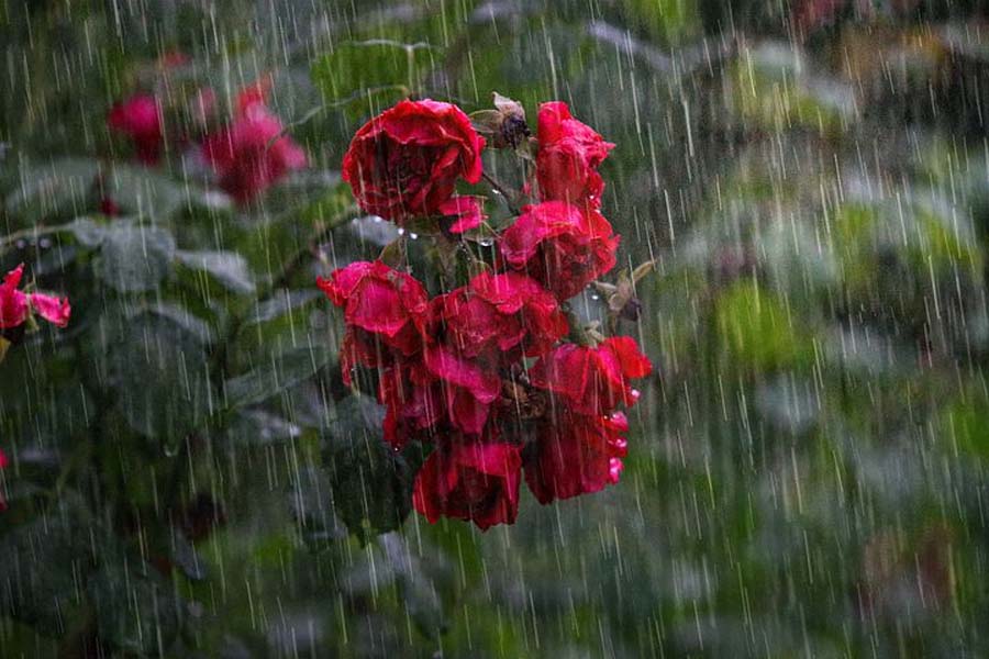 TN likely to get another spell of rain from next week