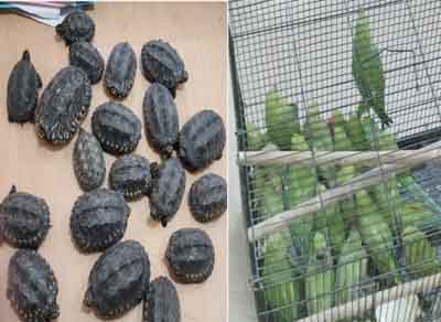 19 turtles and 40 parrots seized in pet shop raid in Delhi