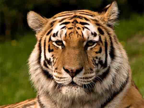 Tiger attacked a person while sleeping