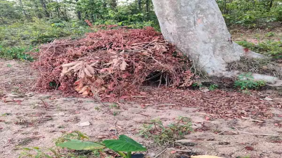 15 lakh prize Naxalite absconded by dodging the police