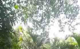 Illegal felling was happening in private land with 1700 trees, forest department raided