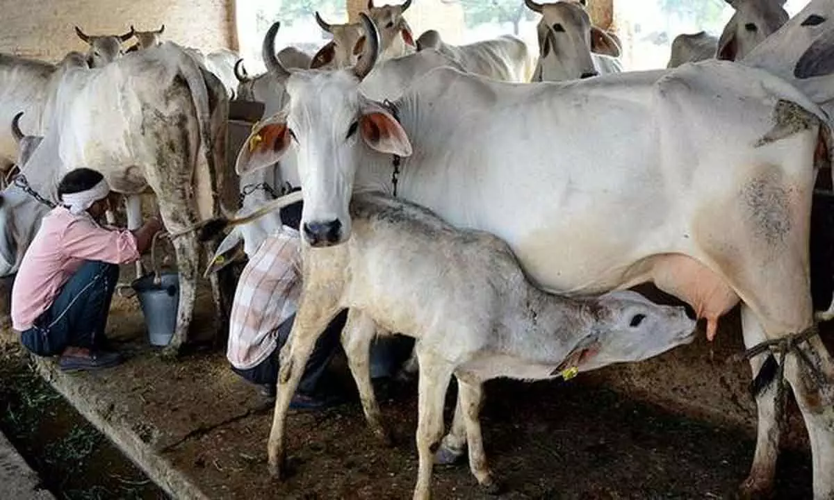UP government launched Nand Baba Milk Mission scheme