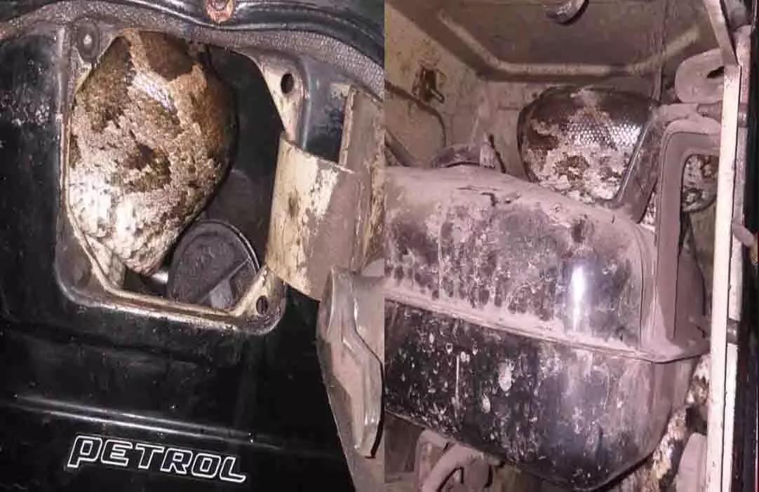 Python entered the petrol tank of a parked auto, people were stunned