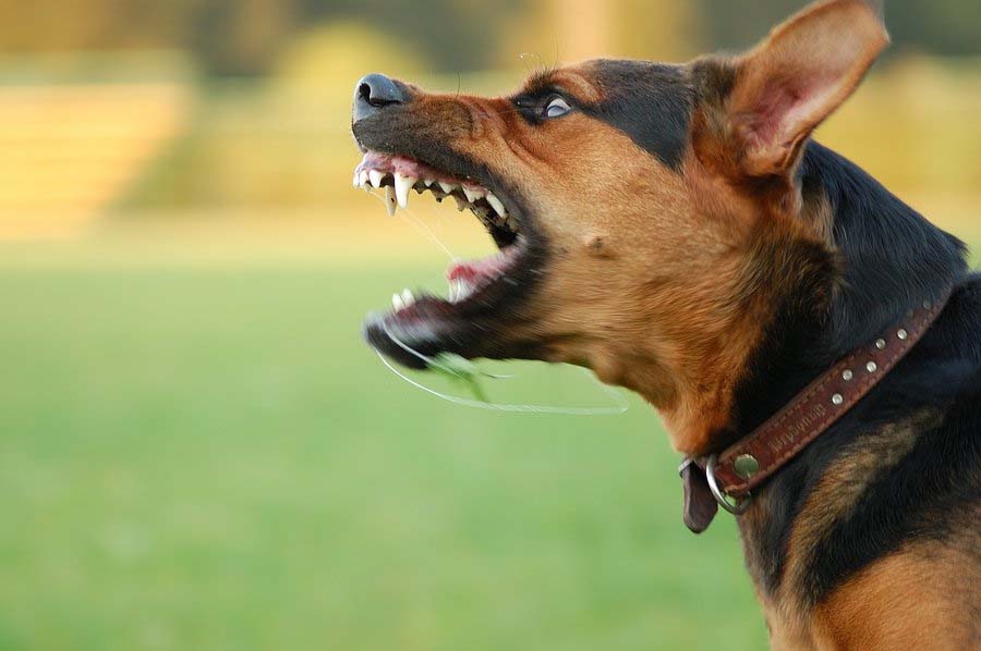 Mad dog killed by people, troubled by daily attacks