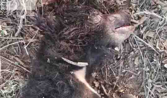 Death of female bear, forest department performed last rites