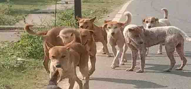 Demand to build a dog house, the terror of stray dogs will reduce