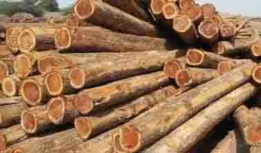 Smuggler arrested with teak wood