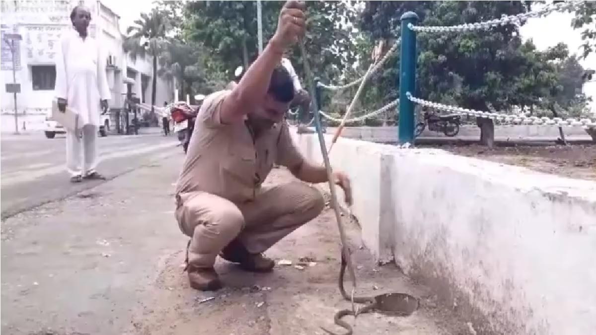 Bechu Singh caught more than 400 poisonous snakes