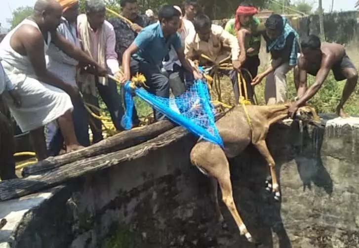 Nilgai’s life was saved by the forest department, rescued from the well