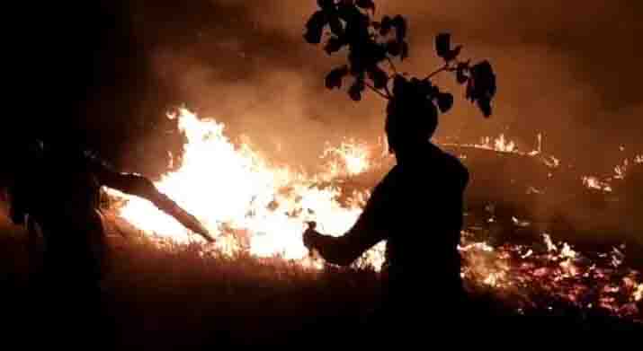 Mischievous elements set fire to the forest, many trees and plants burnt to ashes