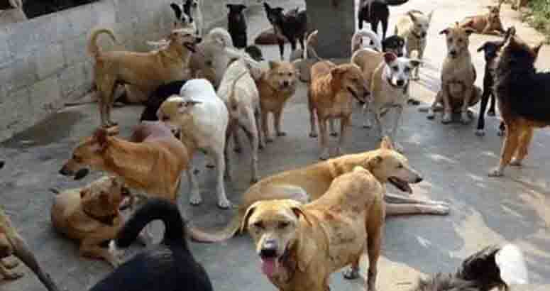 Dogs scratched, 8 year old seriously injured