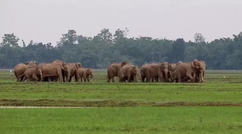 Assam: Wild Elephants Cause Chaos, Schools Closed in Kampur