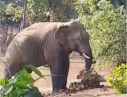 Alert issued on knocking of tusk elephant, forest department team monitoring