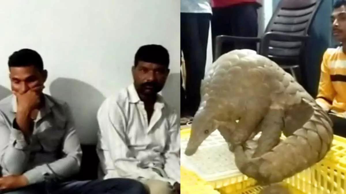 15 lakh live pangolin recovered, three smugglers caught