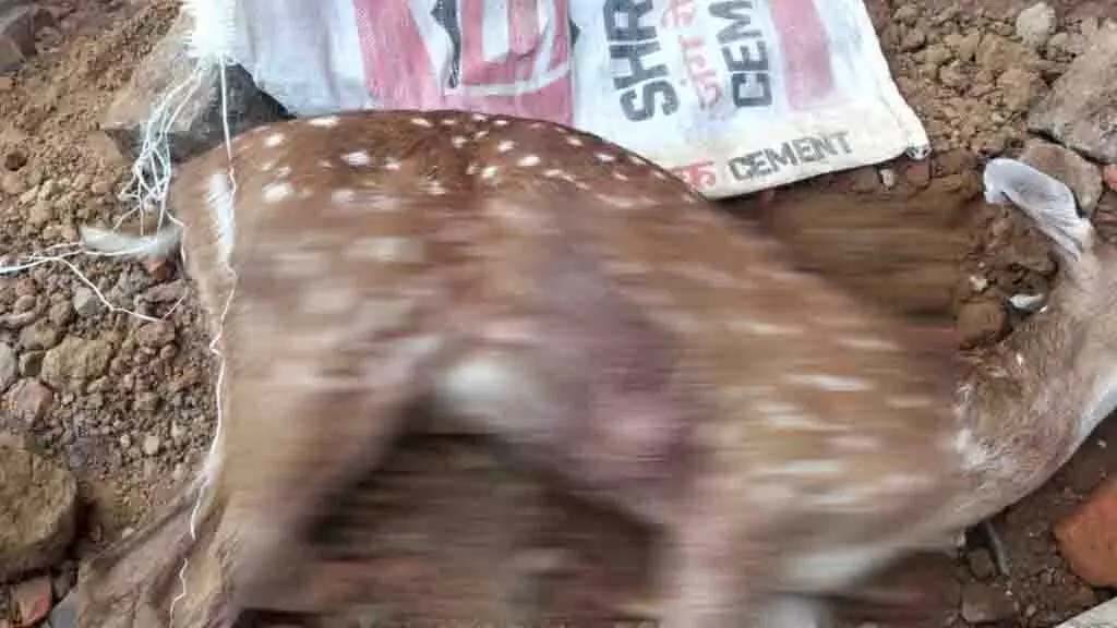 Forest department took action in case of illegal hunting of chital