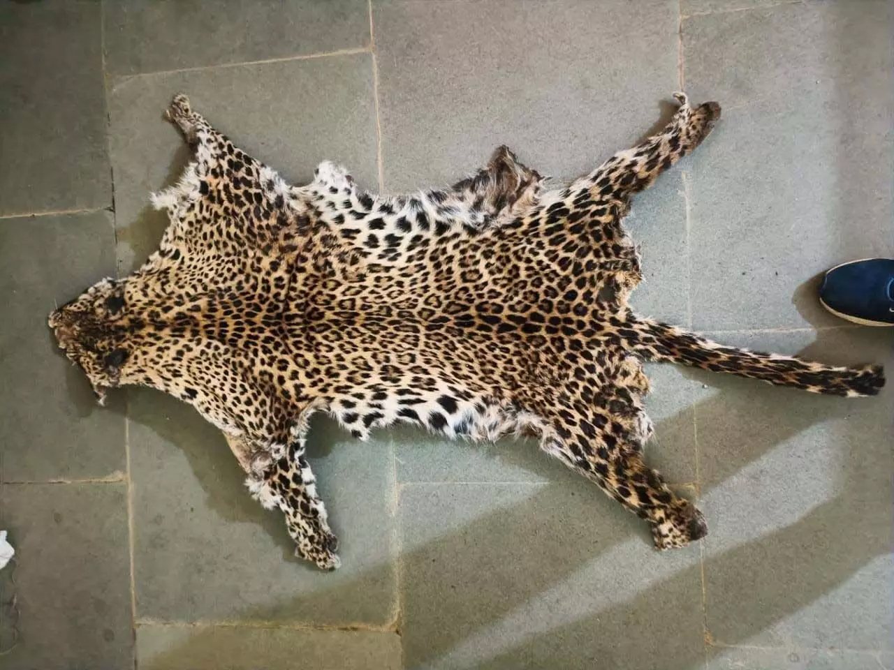 4 youth arrested with leopard skin