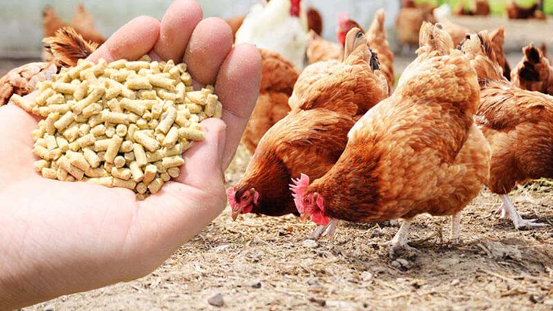 Empowering Rural Women: Poultry Feed Production Unit commenced in Mingachal RIPA