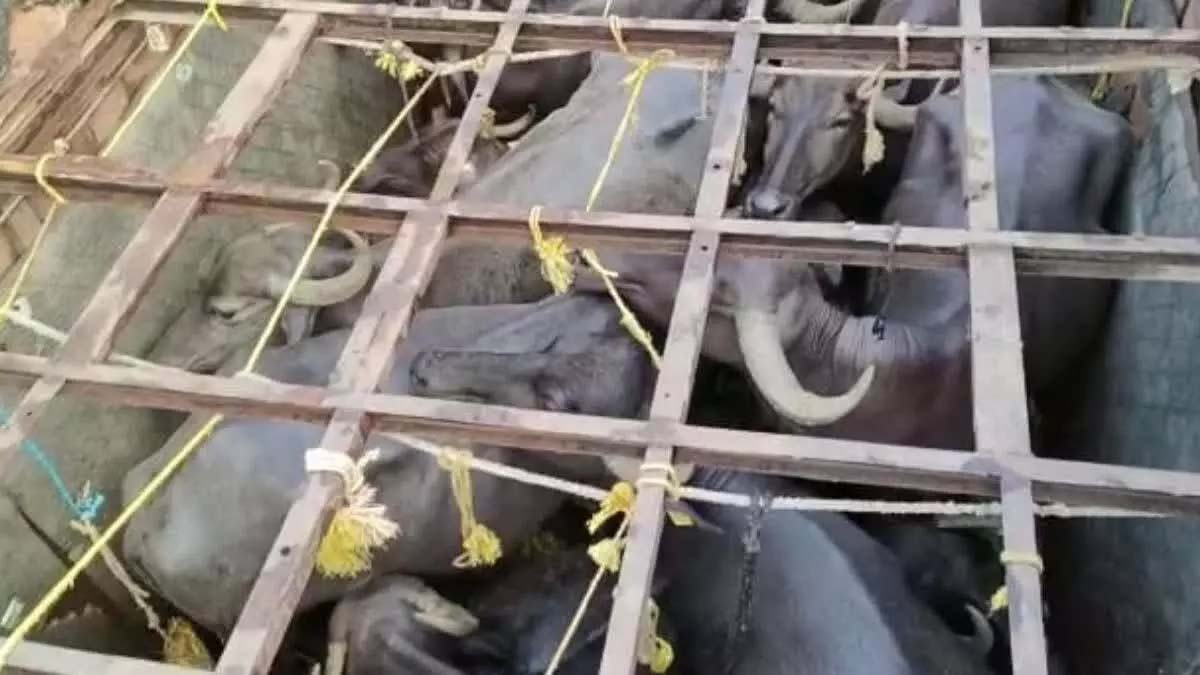 Truck full of cattle caught in checkpost, driver arrested