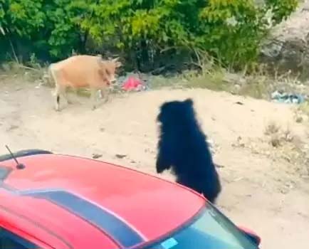 Bear fails to scare cow, enters residential area