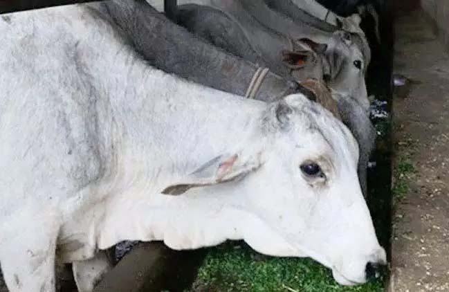 Free camps being organized to prevent animals from deadly disease
