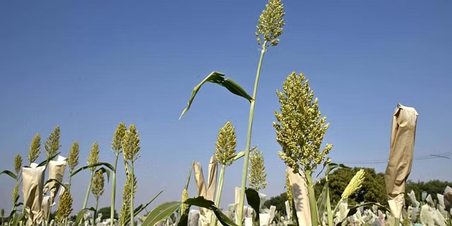 Odisha to release millet landraces saved by tribals