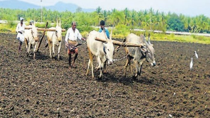 Tobacco growers oppose WHO’s recommendation of substitute crops
