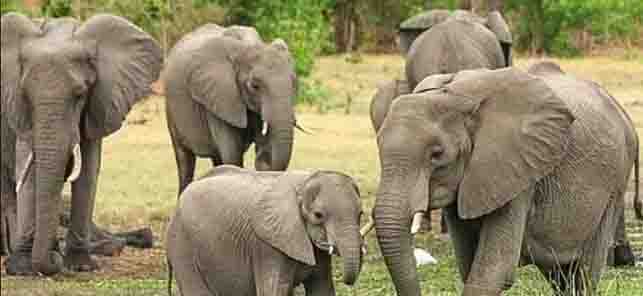Young farmer crushed by elephants, died in the field