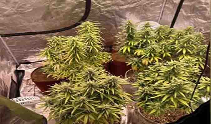 3 students arrested for growing and selling marijuana at home