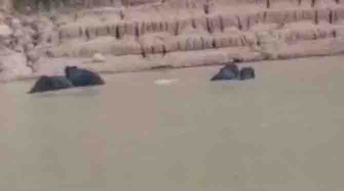 Elephants had fun in the pond, the villager made the video viral