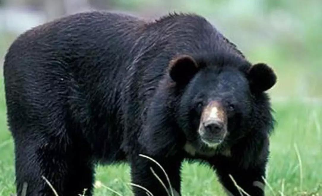 Woman seriously injured by bear attack