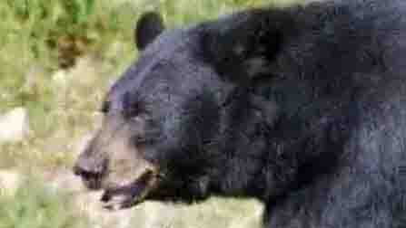 Bears camp in the streets, Ranger said – Do not put food outside the house
