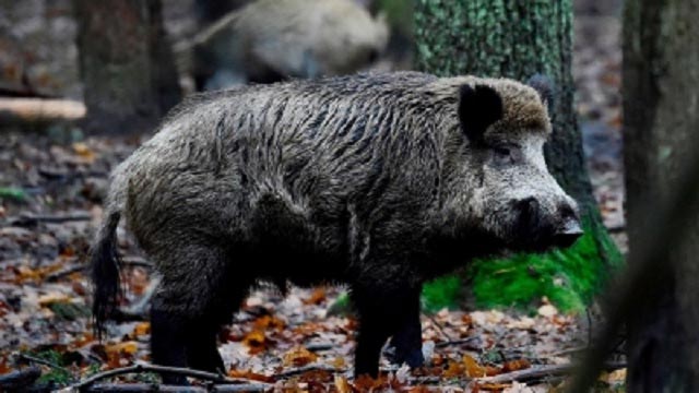Wild boar bites woman, her son and daughter in Odisha!