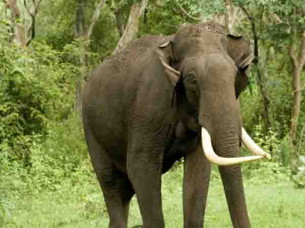 Clash between elephants, death of male cub