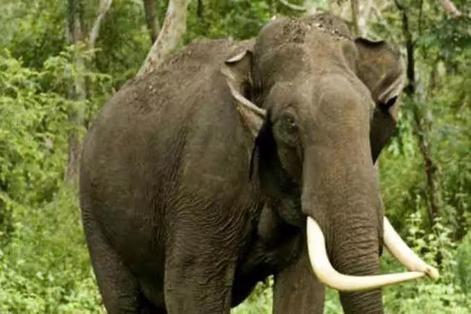 Elephant trampled a 50 year old woman to death