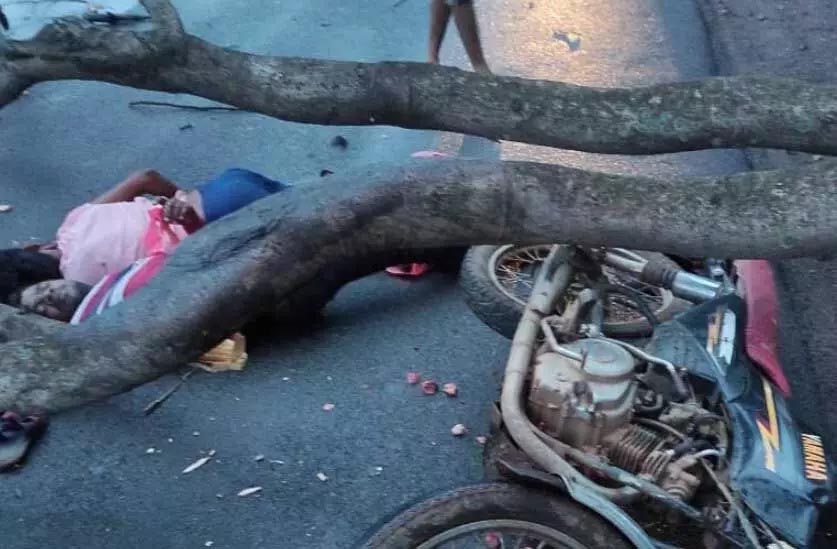 Tree fell on two bike riders, death