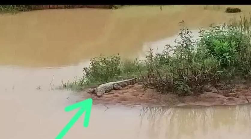 Crocodile in the village pond, villagers thronged to see