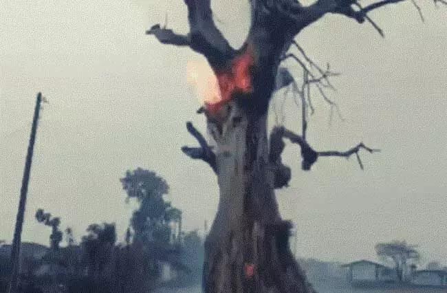 Fire started due to lightning falling on the tree, the tree started burning in smoke