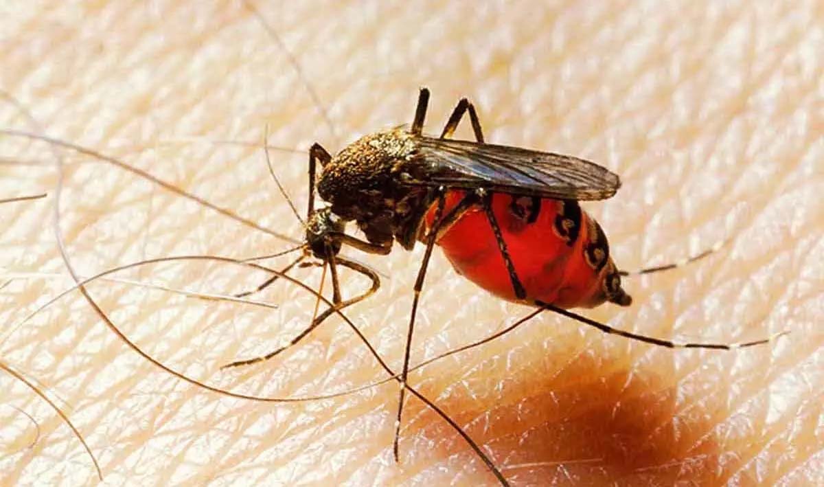 Malaria Free Chhattisgarh Campaign till 10 July 2023
